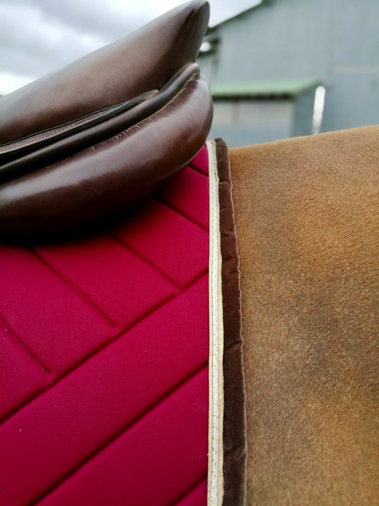 Tapis de selle bordeaux uni jumping