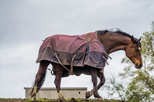 Comment bien choisir sa couverture cheval ?