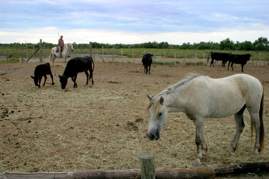 Qu'est que la DNC et est elle un danger pour nos chevaux ?