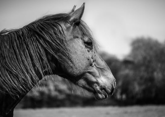 10 solutions pour se débarrasser des mouches sur un cheval